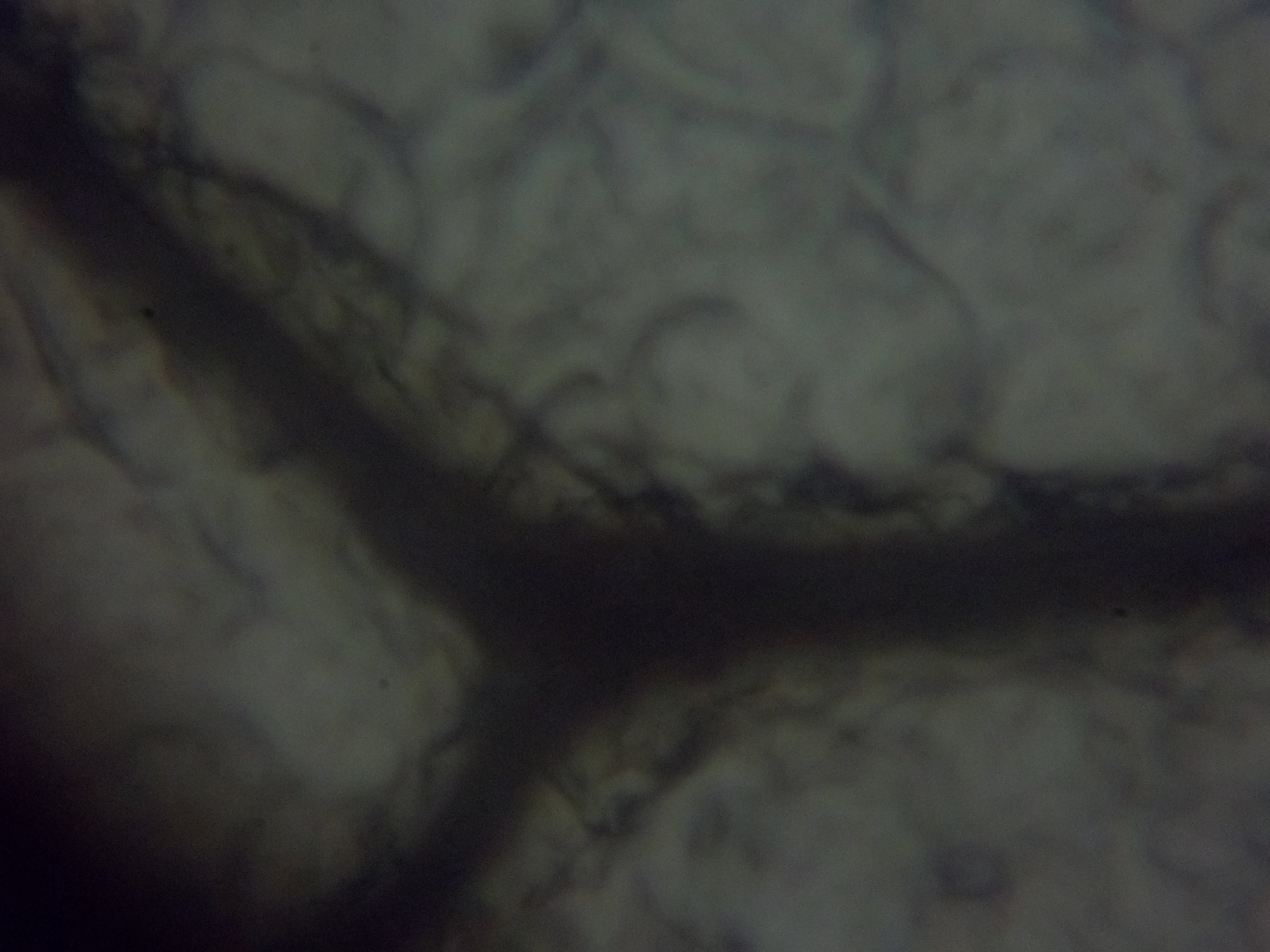 Lâmina Comercial de Raiz de Lotus, Ocular de 16X, Objetiva de 40X.