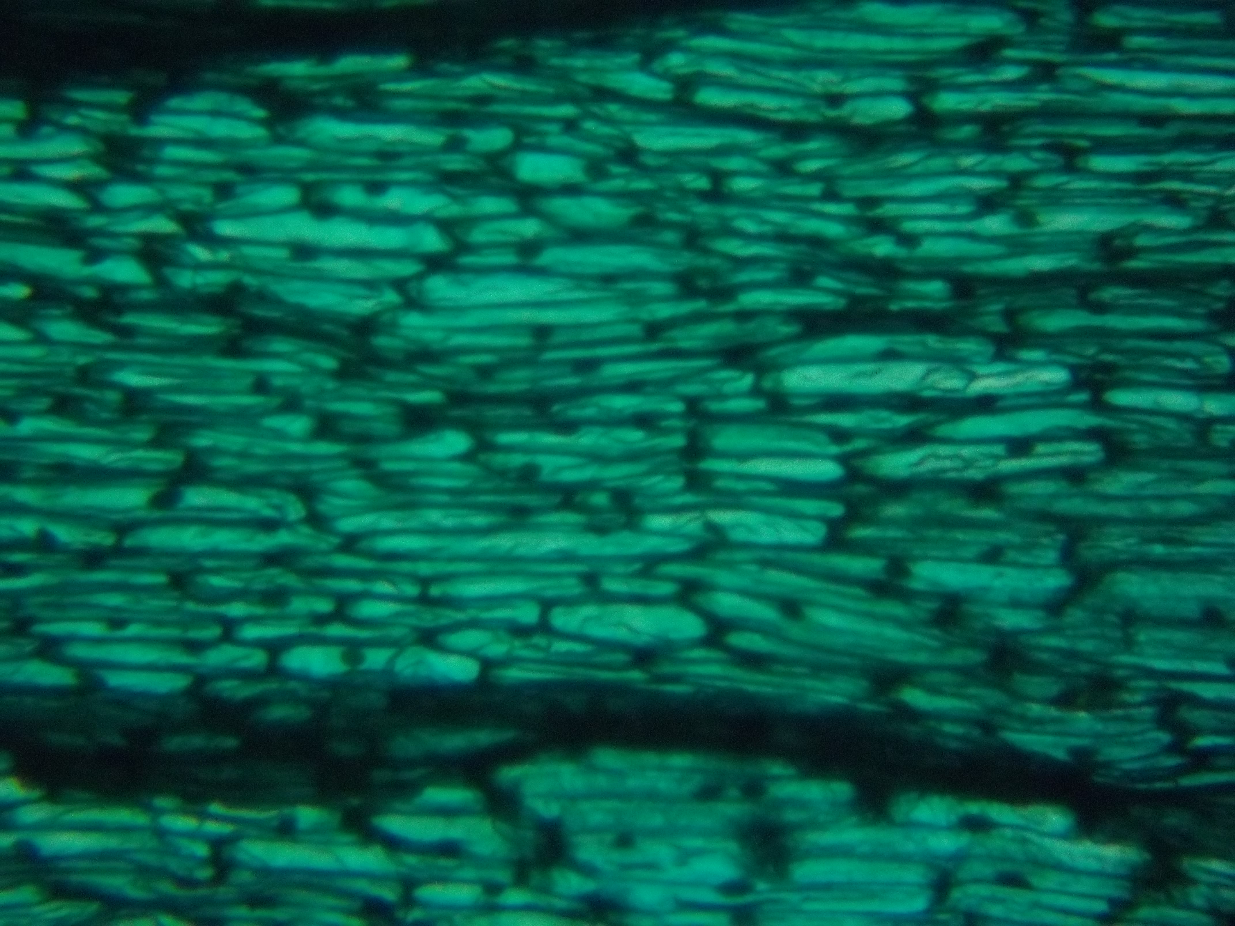 Lâmina Clássica Comercial, Epiderme de Raiz de Cebola, corada com Azul de Metileno. Ocular WF25X, Objetiva Acromática de 20X.